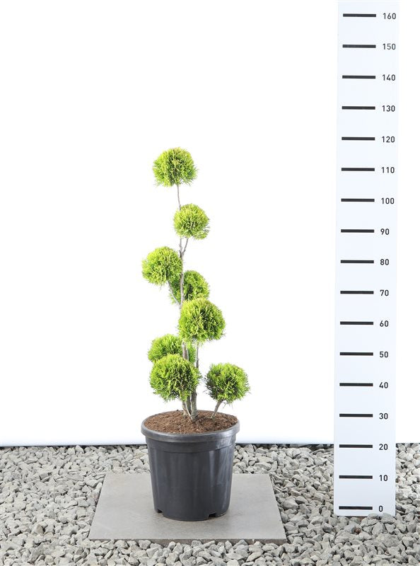 Thuja occ. 'Golden Smaragd' - 80-100 CM PonPon Cont.